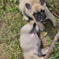 Chiots bouledogue français