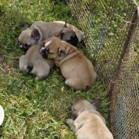 Chiots bouledogue français #5