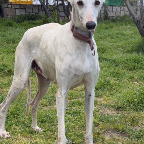 Lima, douce galga de 7 ans #1