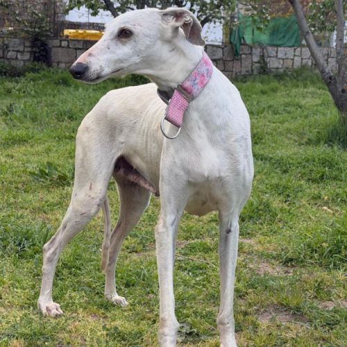 Lima, douce galga de 7 ans