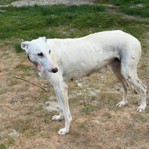 Lima, douce galga de 7 ans #3