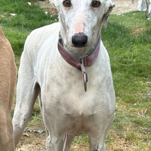 Lima, douce galga de 7 ans #4