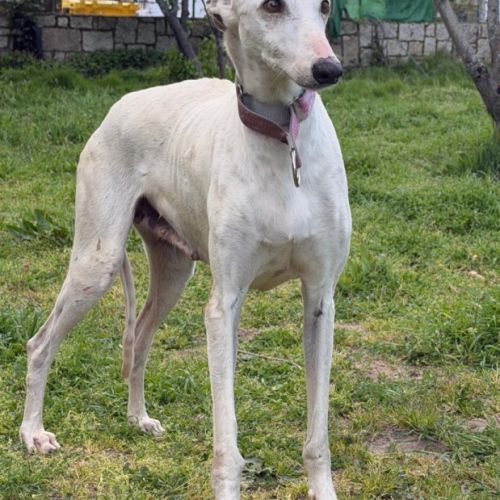 Lima, douce galga de 7 ans #5