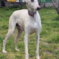 Lima, douce galga de 7 ans #5