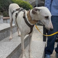 Lima, douce galga de 7 ans #6