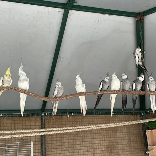 Calopsitte face blanche