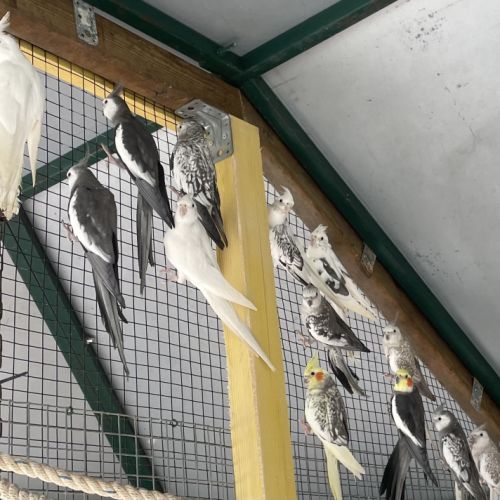 Calopsitte face blanche #2