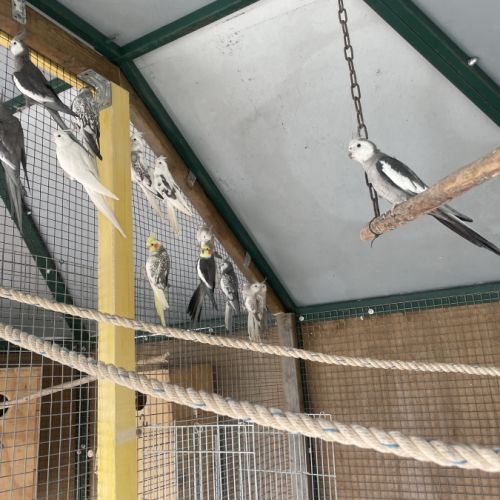 Calopsitte face blanche #3