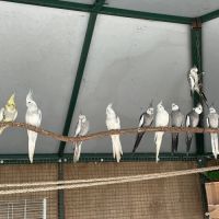 Calopsitte face blanche