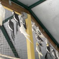 Calopsitte face blanche #2