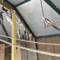 Calopsitte face blanche #3