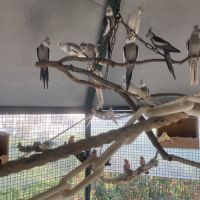 Calopsitte face blanche #4