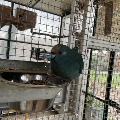 Superbes kakariki #1