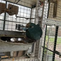 Superbes kakariki #1