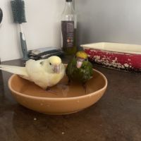 Superbes kakariki #3