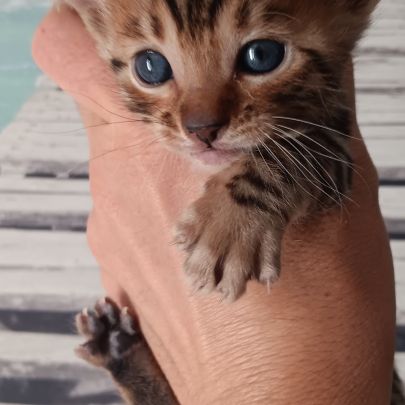 Chaton bengal