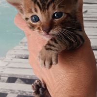 Chaton bengal #3