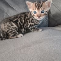 Chaton bengal #5