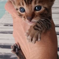 Chaton bengal #1
