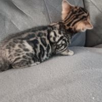 Chaton bengal #4