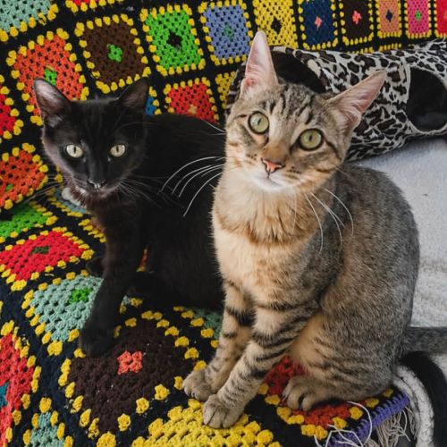 Gustave et lune, duo à l'adoption #0