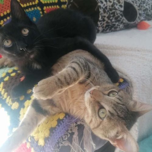 Gustave et lune, duo à l'adoption #2