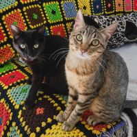 Gustave et lune, duo à l'adoption