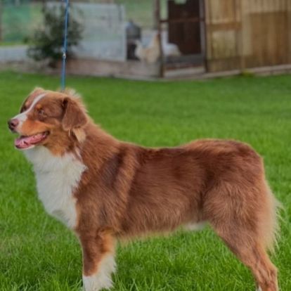 Chiots berger australien lof #1