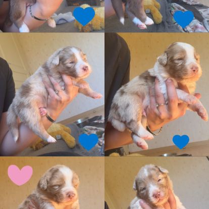 Chiots berger australien lof #2