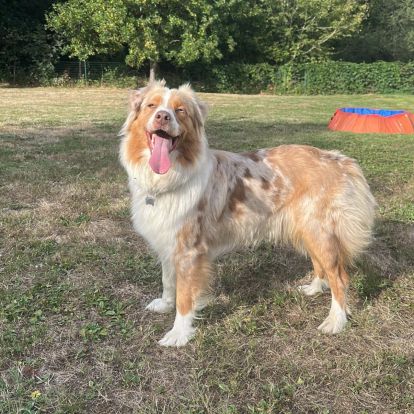 Chiots berger australien lof
