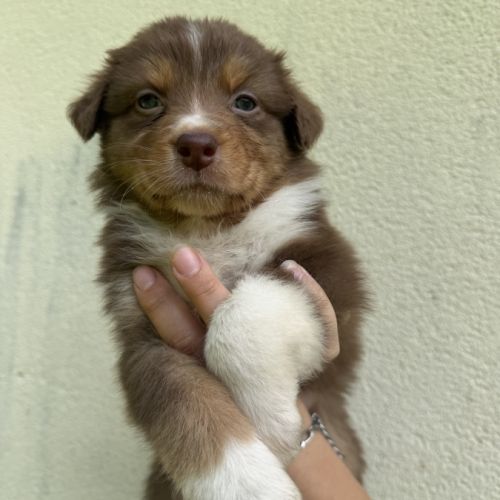 Chiots berger australien lof #2