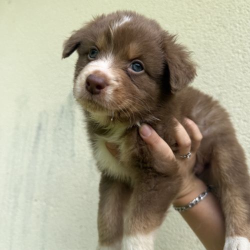 Chiots berger australien lof