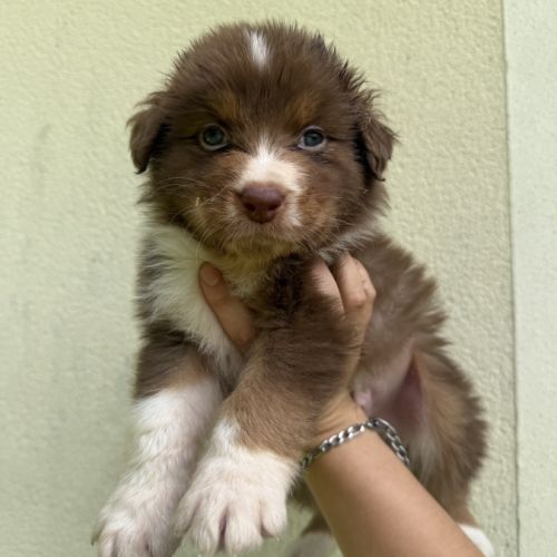 Chiots berger australien lof #4