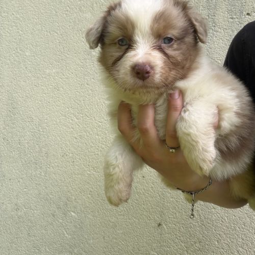 Chiots berger australien lof #5