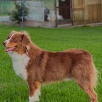 Chiots berger australien lof #1