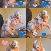 Chiots berger australien lof #2