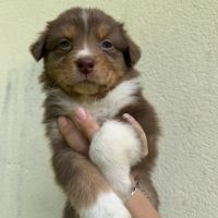 Chiots berger australien lof #2