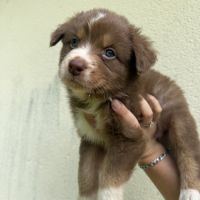 Chiots berger australien lof