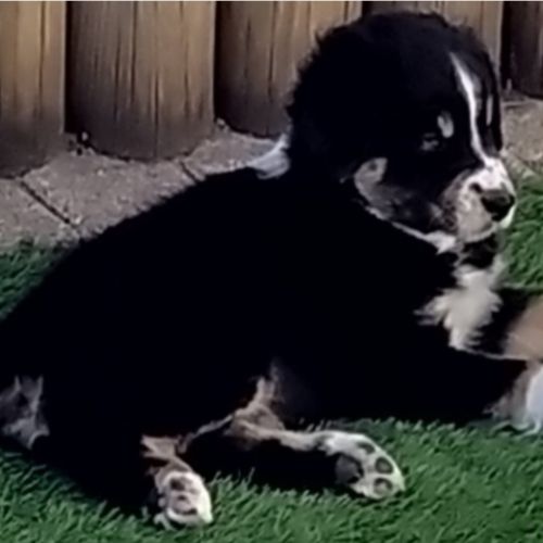 Chiot berger australien #2