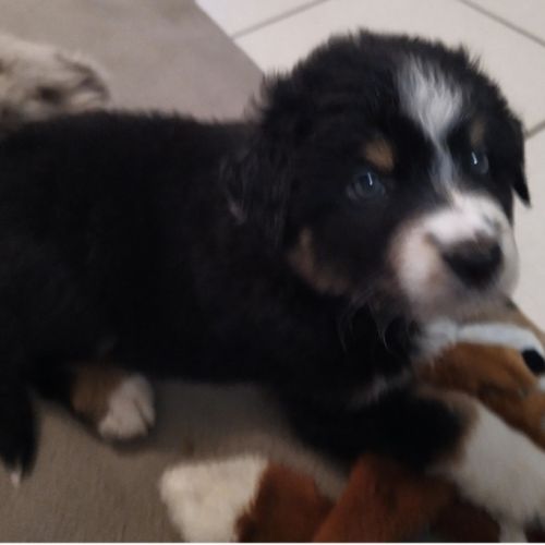 Chiot berger australien #5