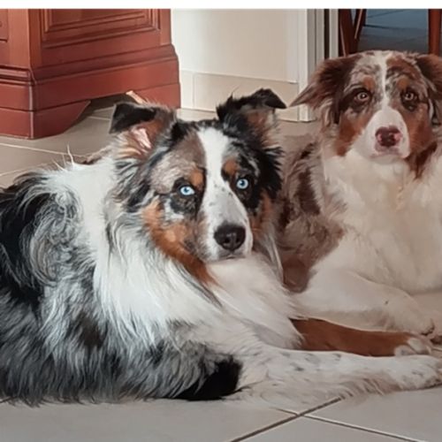 Chiot berger australien #6