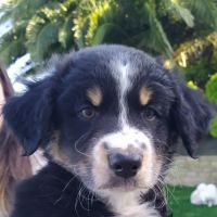 Chiot berger australien