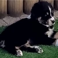 Chiot berger australien #2