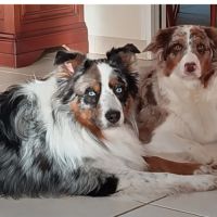 Chiot berger australien #3