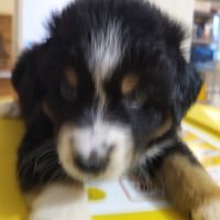 Chiot berger australien #4