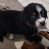 Chiot berger australien #5