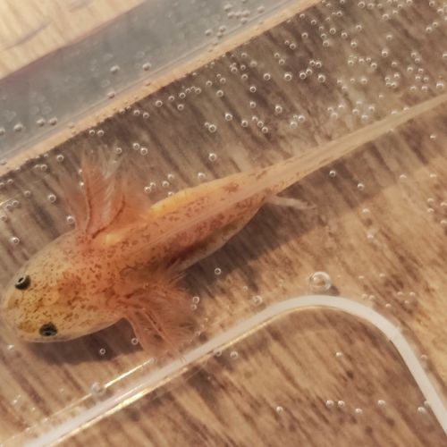 Axolotls copper #4
