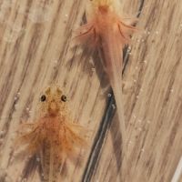 Axolotls copper #1