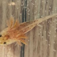 Axolotls copper #2
