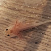 Axolotls copper #0